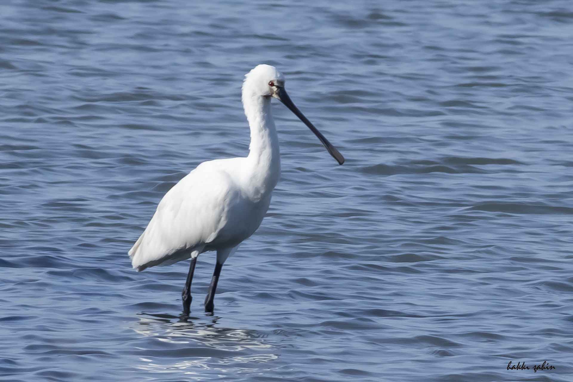 Eurasian Spoonbill